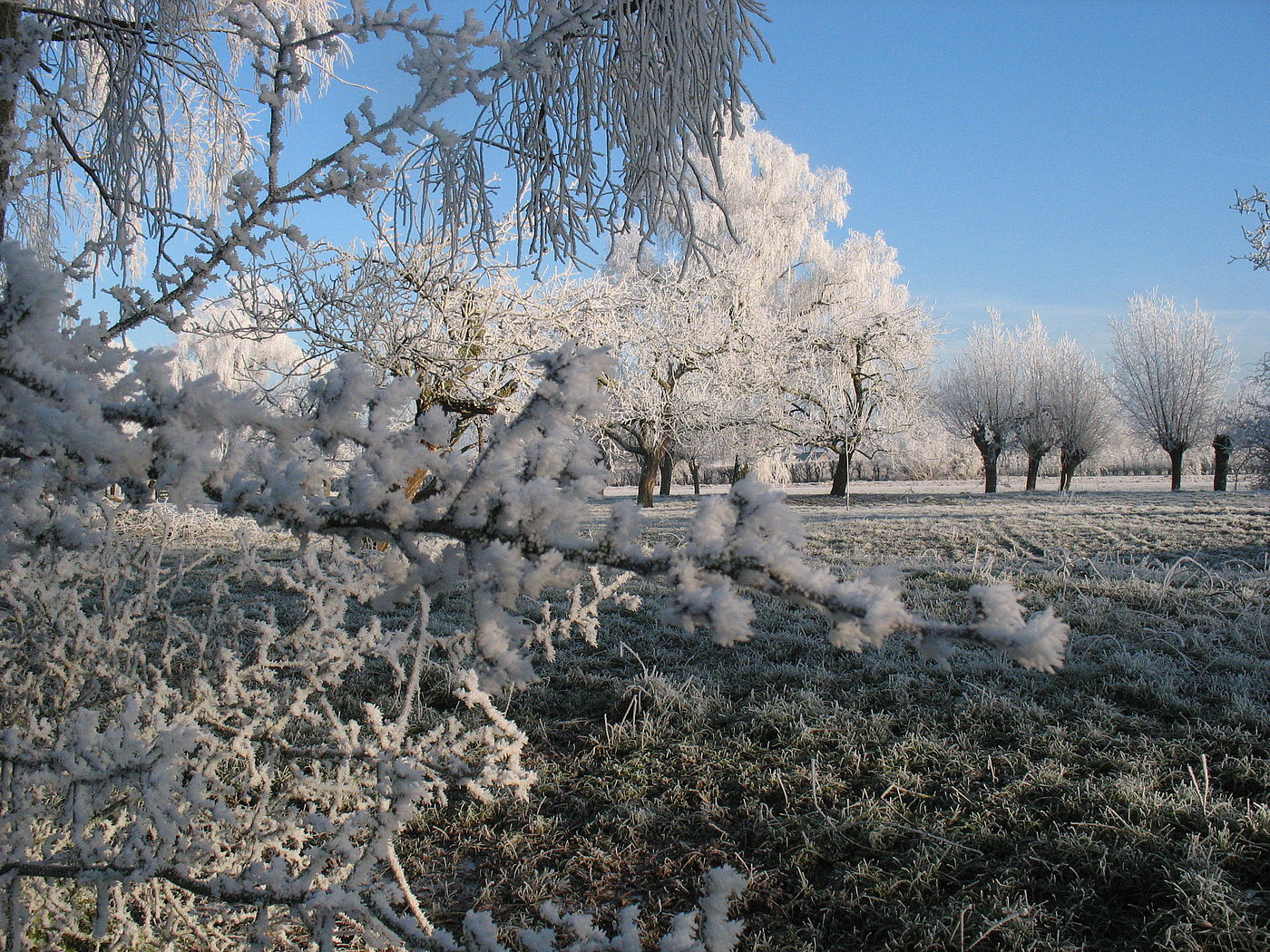 Lopikerhout in de winter